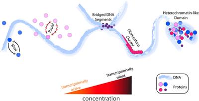 Can the Concentration of a Transcription Factor Affect Gene Expression?